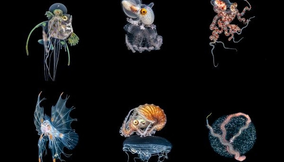 Boz Johnson Crowned ADEX Photographer of the Year in Voice of the Ocean Competition