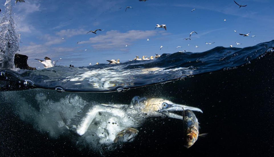 74th Nikkor Photo Contest and Major Photography Awards Announce Winners